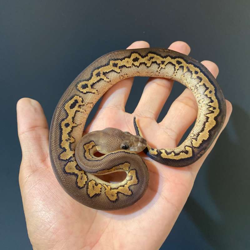M - Black Pastel Yellow Belly Clown