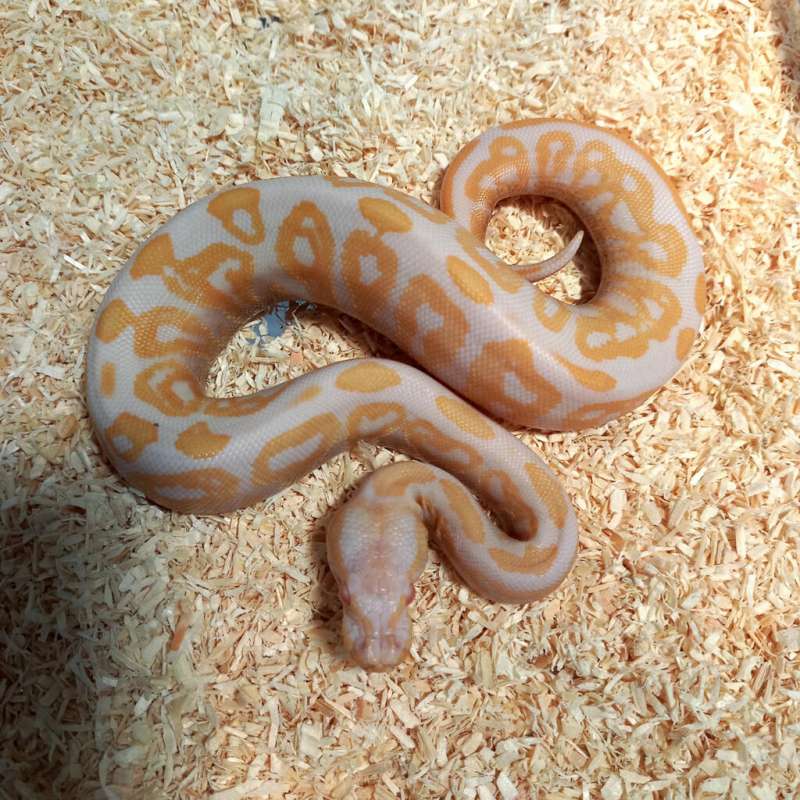 Black Pastel Albino
