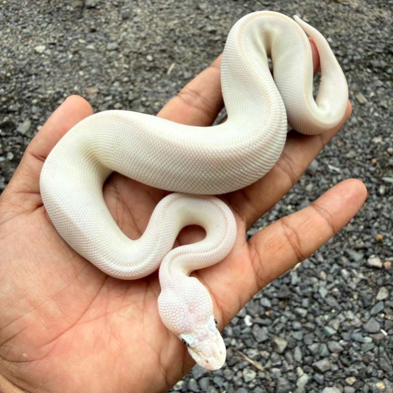 Ball Python BEL (Blue Eyed Leucistic) / Lucy Hypo Poss Pinstripe Female (Super Butter)