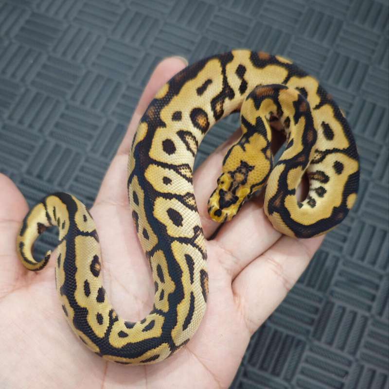 M Spotnose Fire Clown Pos Yb (Rare)