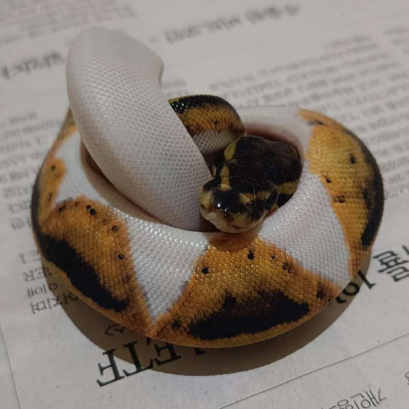 ♀️Enchi Pied - HIgh contrast