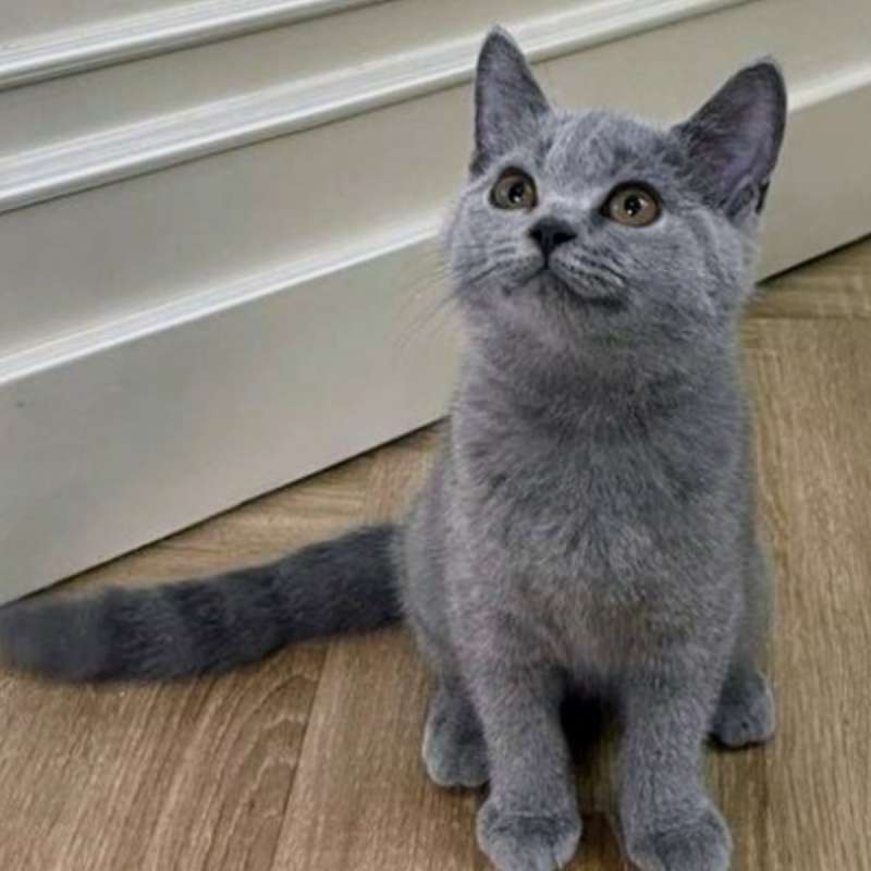 Kucing kitten British shorthair Female sudah vaksin