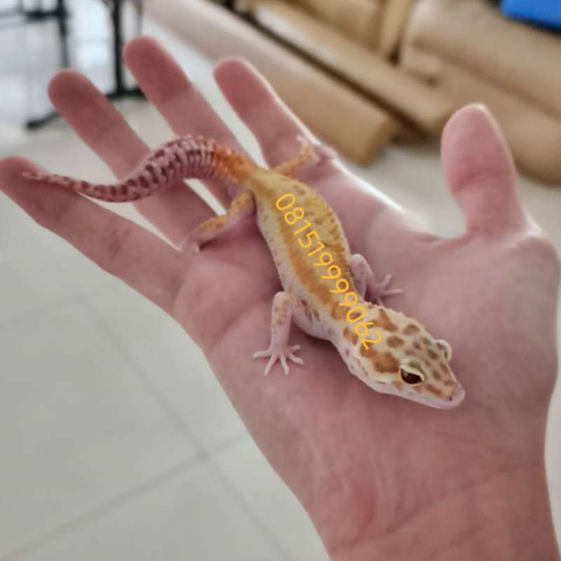 Gecko Raptor