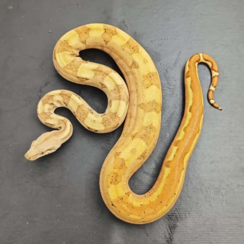 Boa Sunset Jungle 50% Het T+