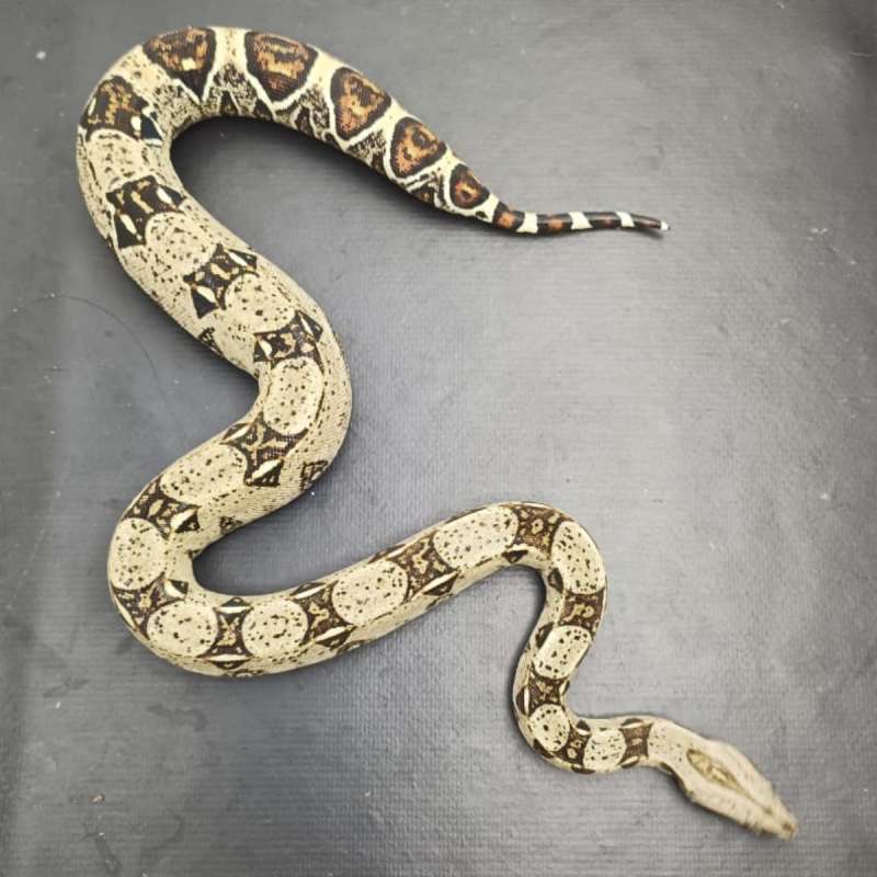 Boa Het Albino Khal 100%