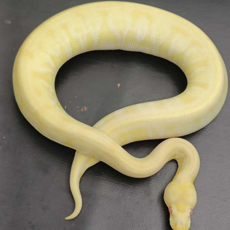 Lesser Albino Het Clown