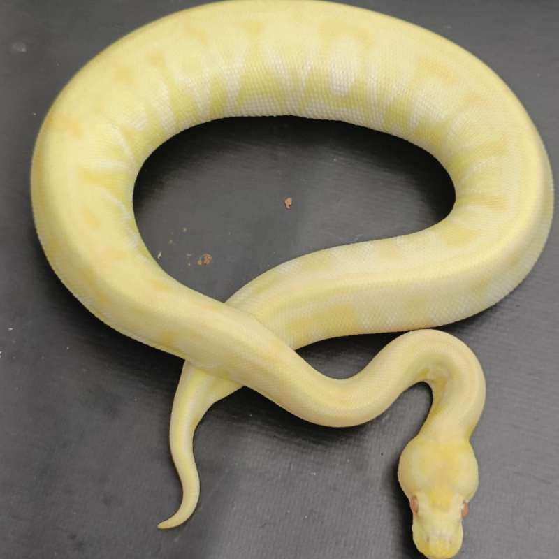 Lesser Albino Het Clown