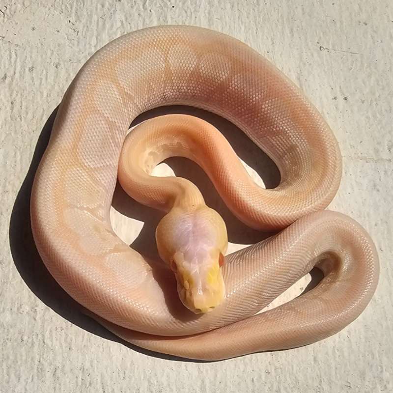 ALBINO MOJAVE PINSTRIPE PASTEL