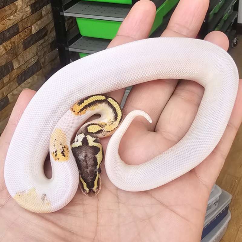 PIED FIRE PASTEL HET LAVENDER POSS HET CLOWN