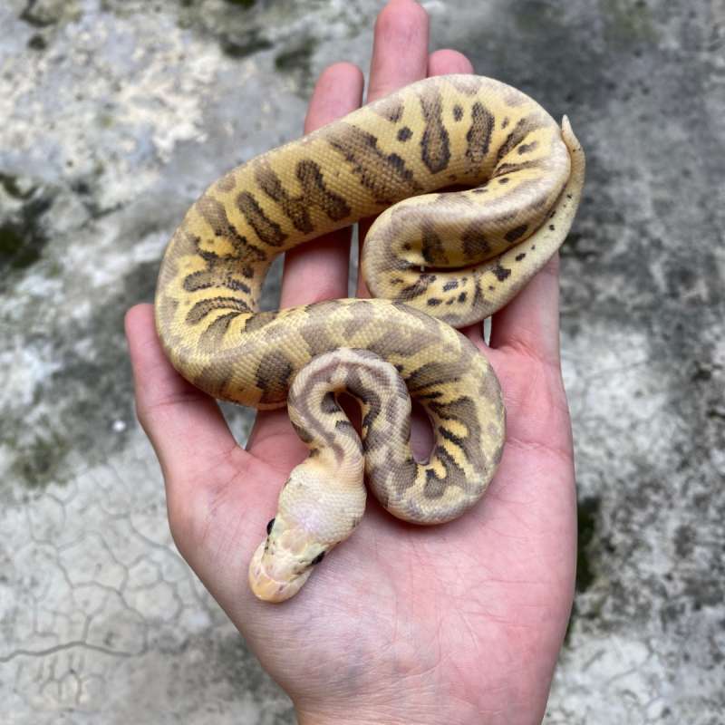 killer spotnose clown