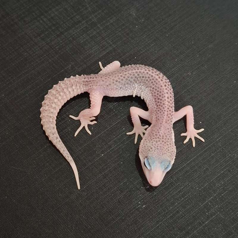 Super Snow Eclipse Pied