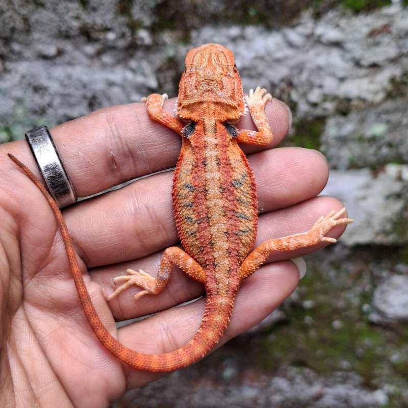 R3• Super Red Trans Het Hypo Line DarkRed