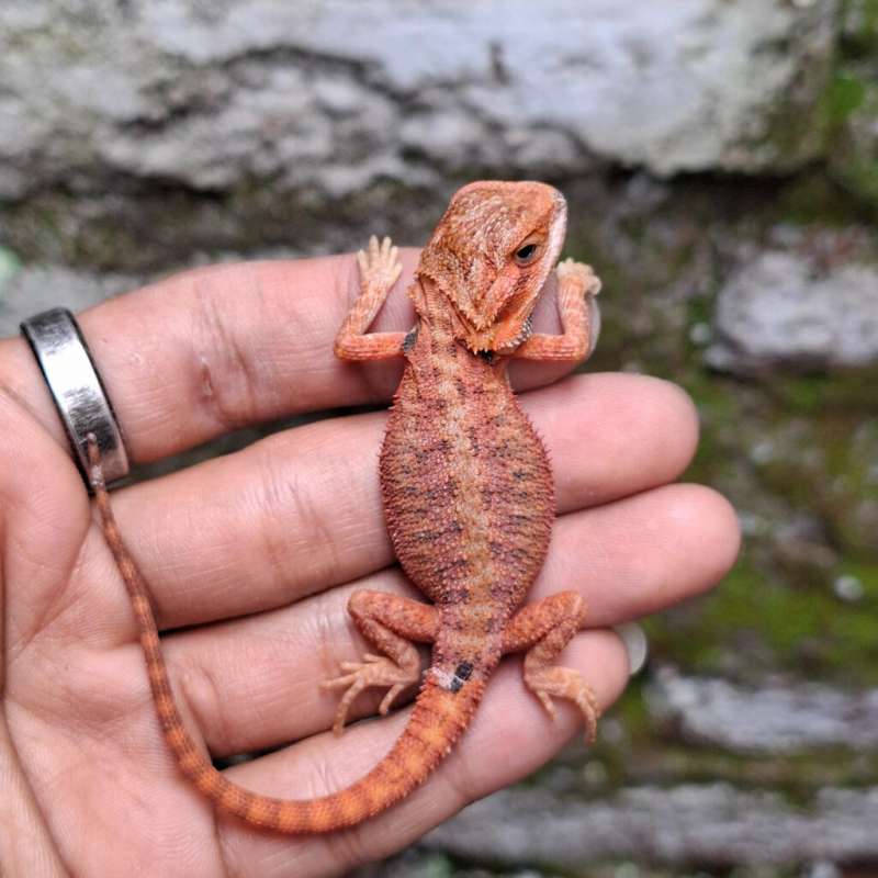 R4• Super Red Trans Het Hypo Line DarkRed