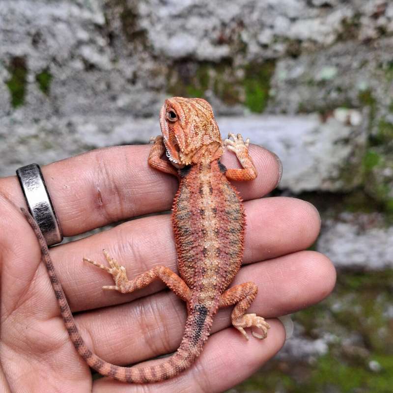 R5• Super Red Trans Het Hypo Line DarkRed