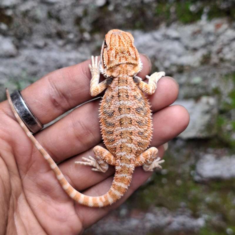 R6• Red Het Hypo Trans Line DarkRed