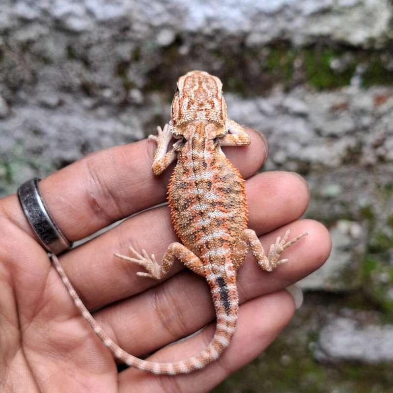 R7• Red Het Hypo Trans Line DarkRed