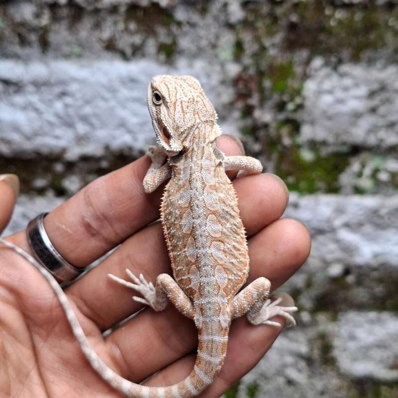 Z2• Hypo Lb Ph Zero