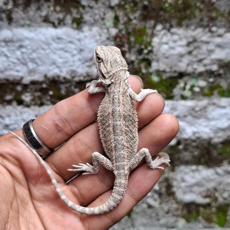 Z3• Hypo Ph Zero GS