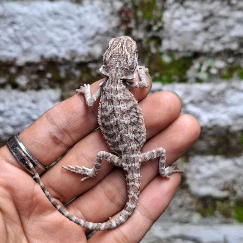 Z4• Lb Ph Hypo Zero