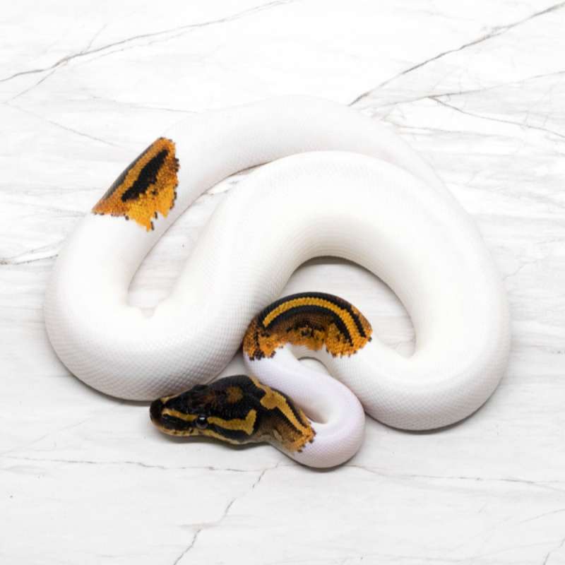 Yellow Belly Pied