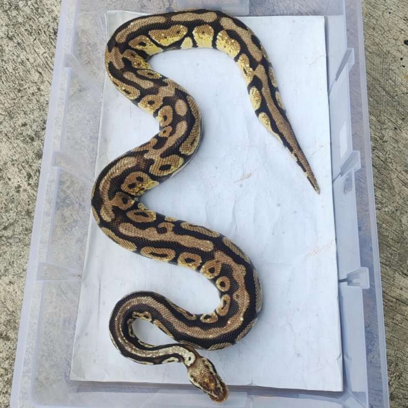 M - Pastel Spotnose (proven)