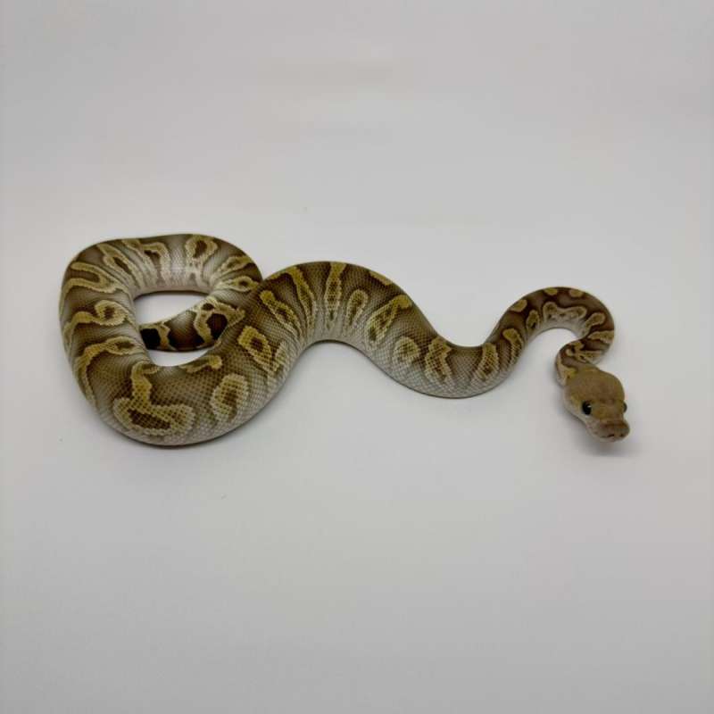 M GHI Mojave Clown