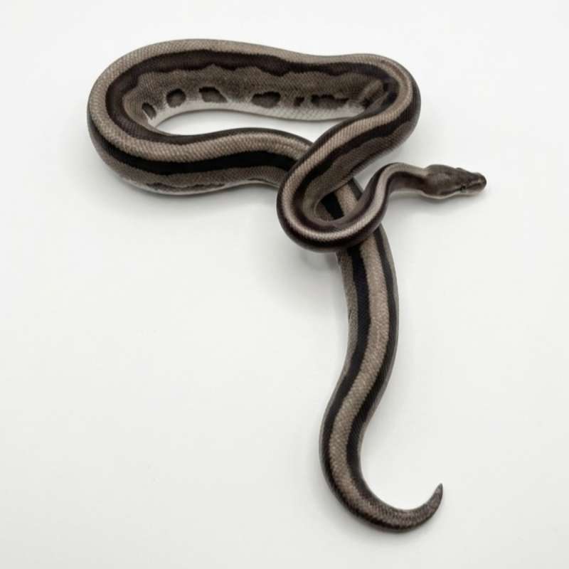 Genetic Stripe VPI Axanthic - M