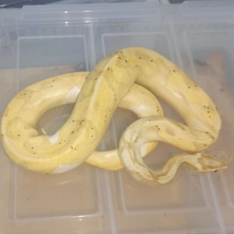 1.0 banana enchi pied