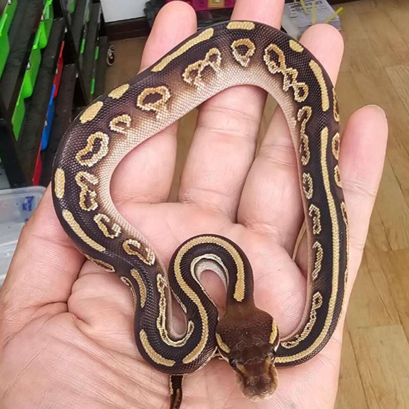 BLACK PASTEL MOJAVE HET ALBINO