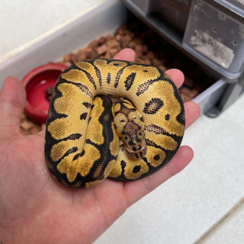 Fem pastel clown het vpi axa 66%