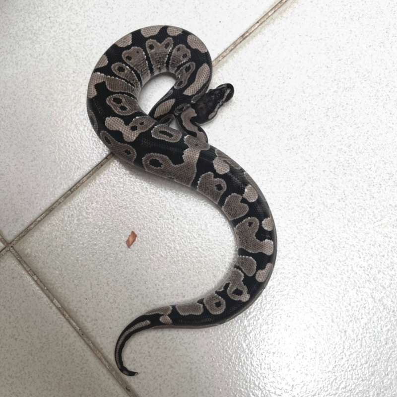 M axanthic het clown 66%