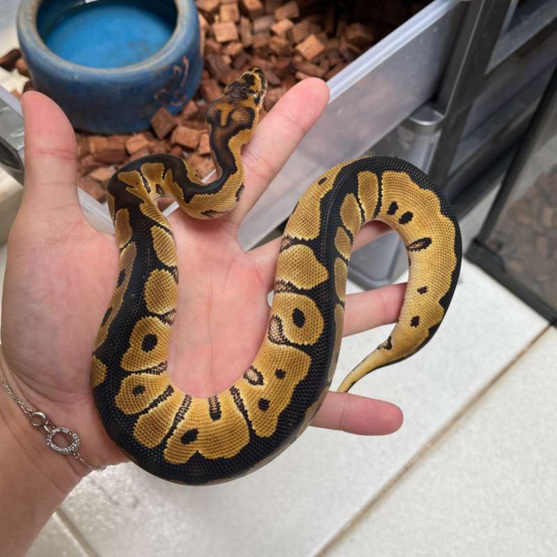 F clown het vpi axanthic 66%