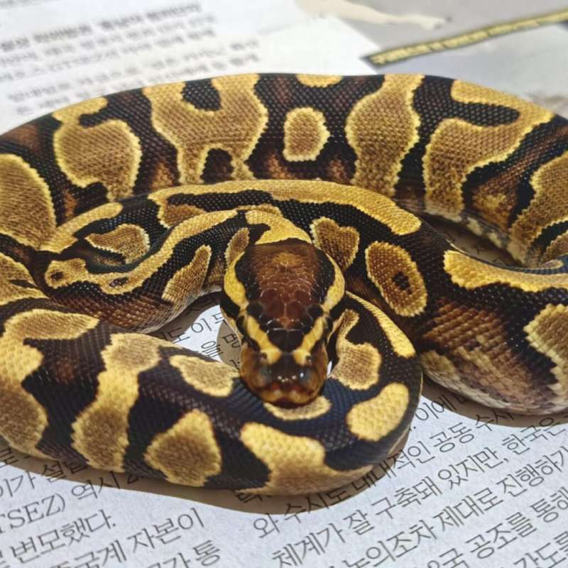 ♀️ Fire YellowBelly/Specter Het Pied Poss Het Lavender (BAHAN DREAMSICLE)