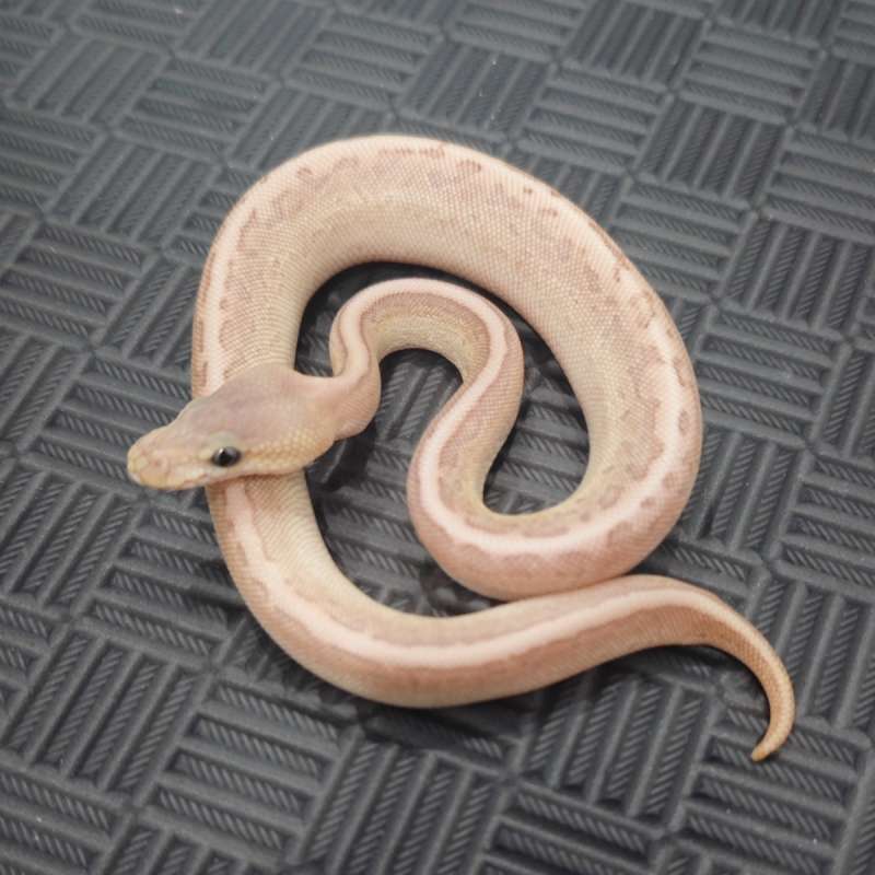 M Hypo Kingpin Cinny