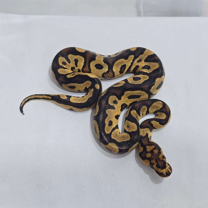 Gravel Clown Hi Contrast