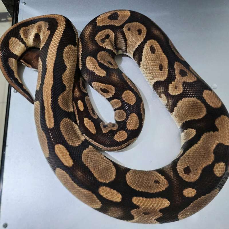 Female Orange Dream Jumbo