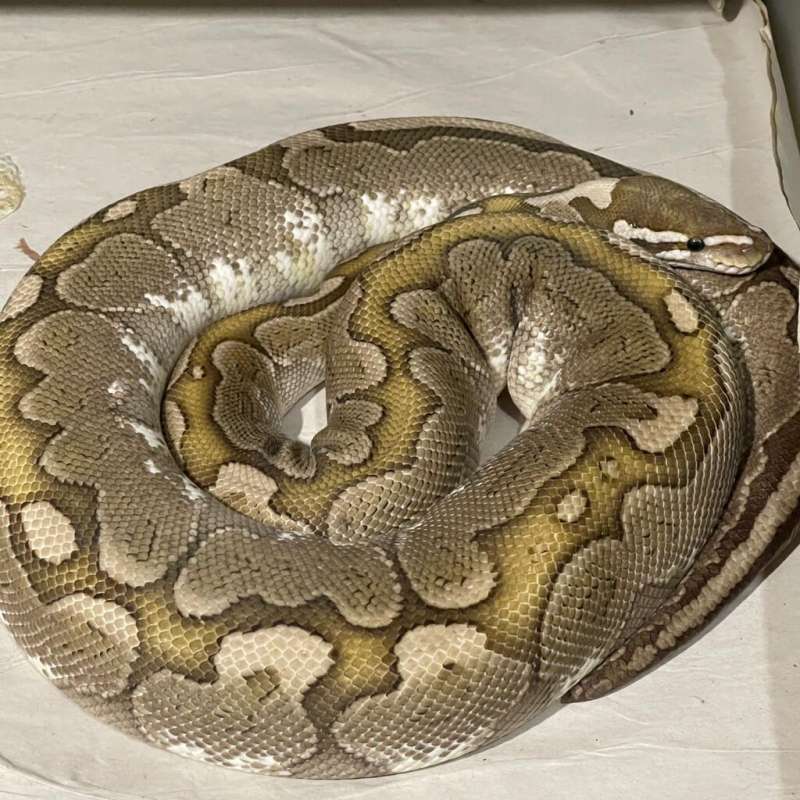 PROVEN Bamboo Female