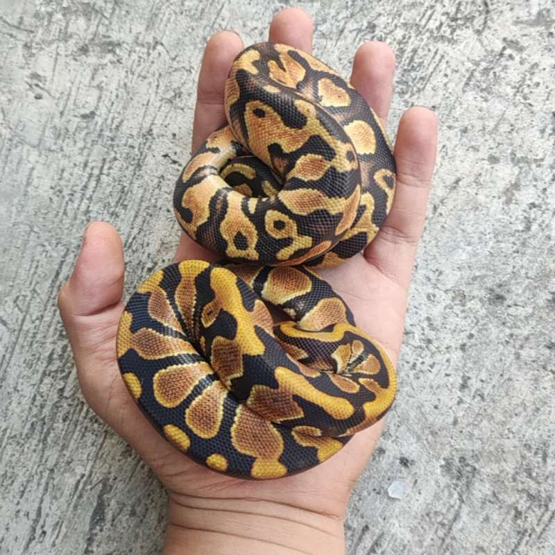 Pair - Project dreamsicle !