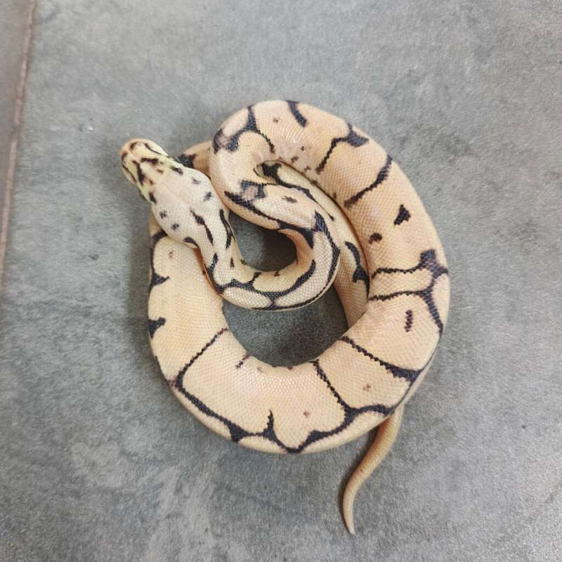 (F) Yellow Belly Fire Pastel Spider 66% ph Clown