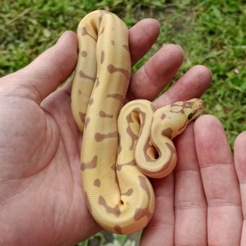 F Banana (Fire or Pastel) Enchi 66% het Clown or 100% het Clown* [25C1201]