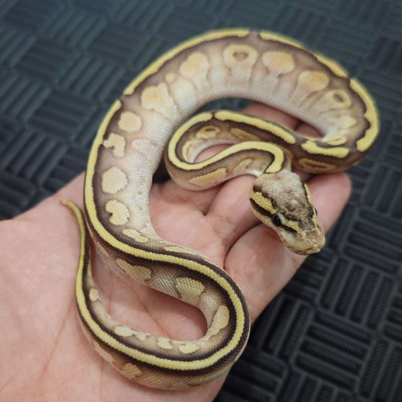 F Lesser Pastel Calico YB