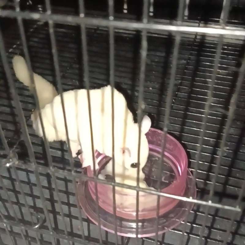 Sugar Glider Joey Leucistic jantan