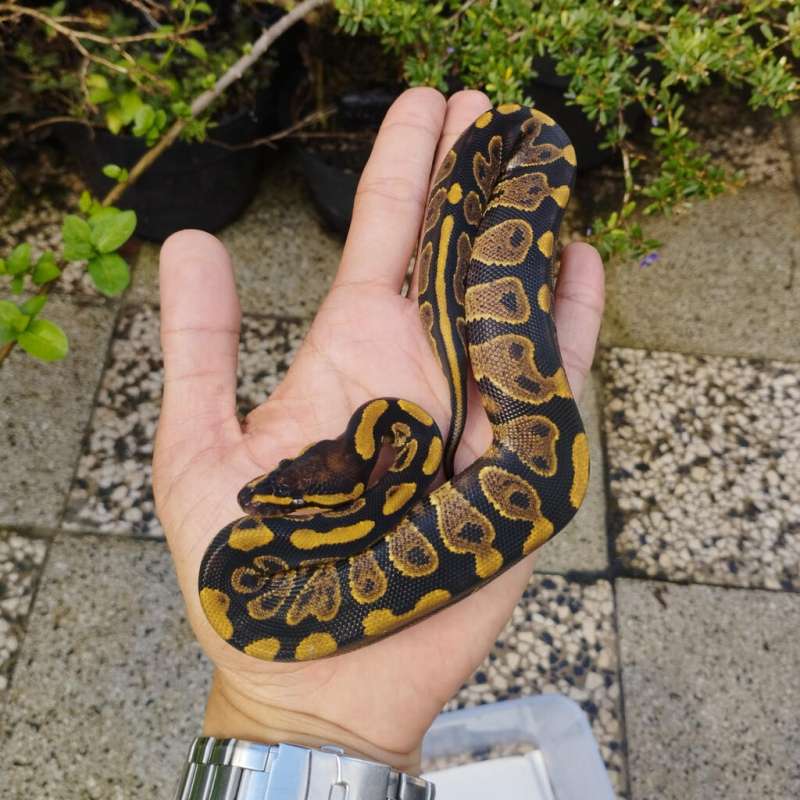 SPARK YELLOW BELLY FEMALE