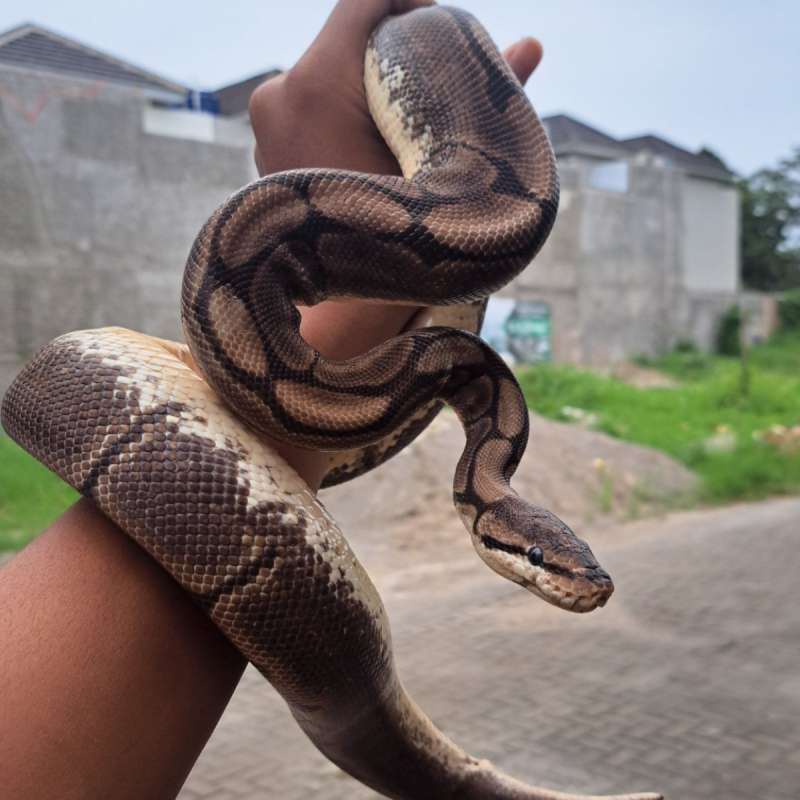 Spider Axanthic(Vpi) [Proven]