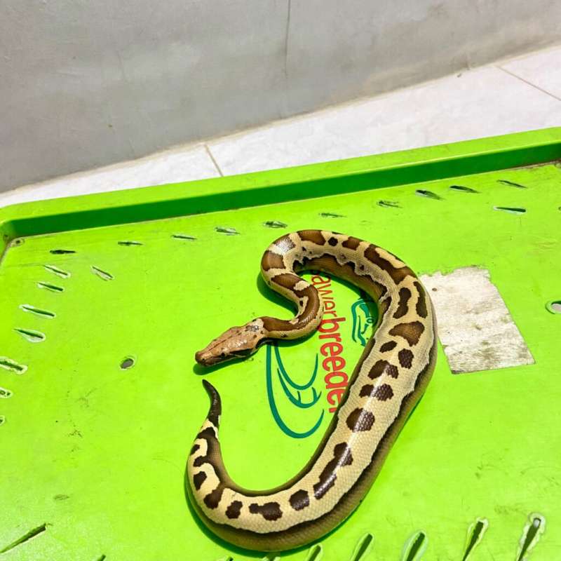 Dipong posible slackline lvl 3