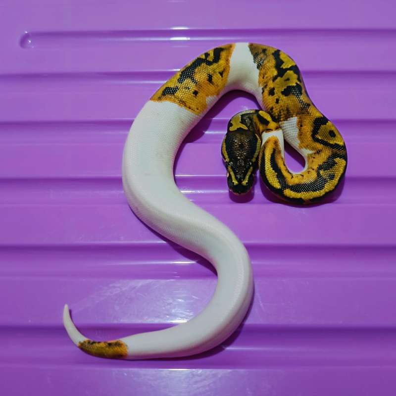Red stripe pied poss gravel/yb