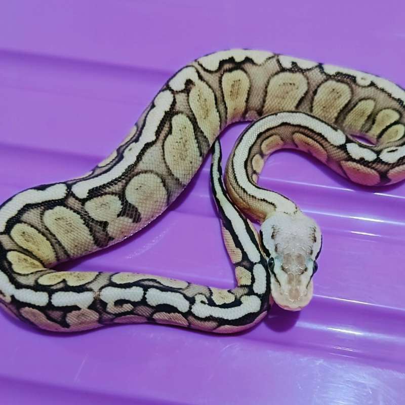 OD Ghi fire fly specter / yb