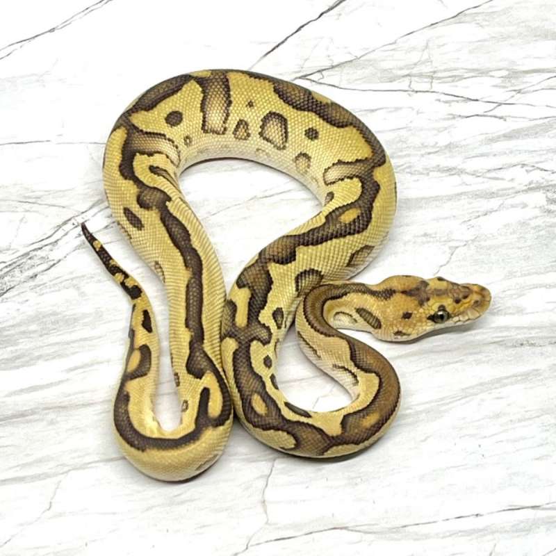 Red Stripe Leopard Lesser Clown