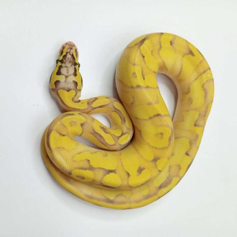 BP Banana Firefly Lesser Poss YB