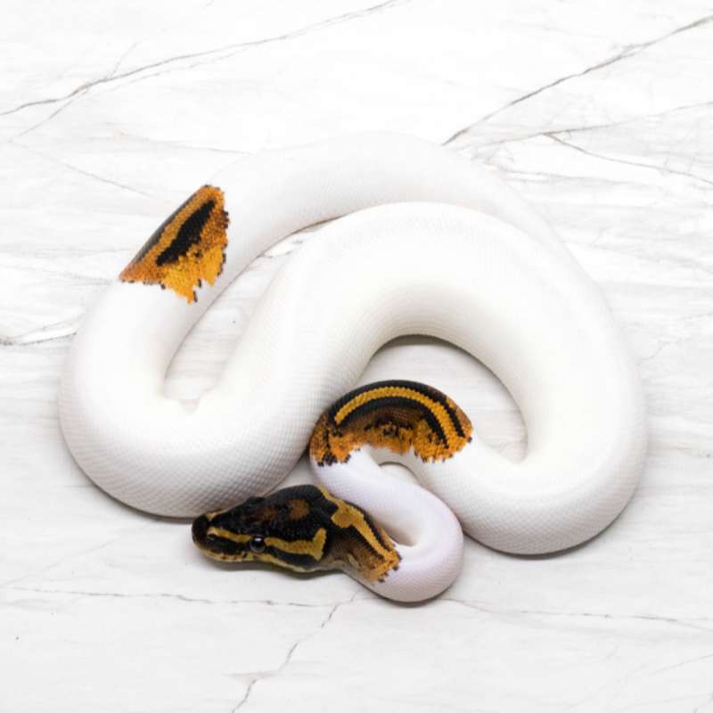 Yellow Belly Pied